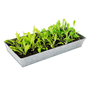 Antiqued Galvanized Steel Trays Trays
