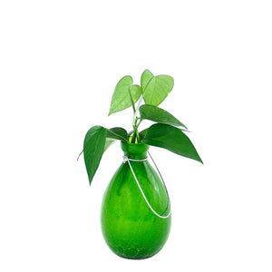 Rooting Vase Vase