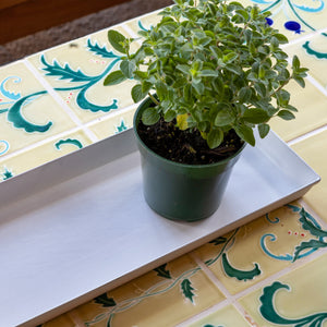 Medium Flower Box Tray, Pack of 2 by Achla Designs Achla Designs
