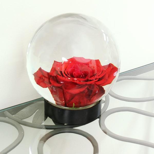 Flower Aquarium Flower Aquarium