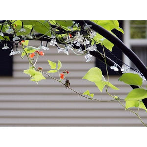 Lattice Arbor Arbor