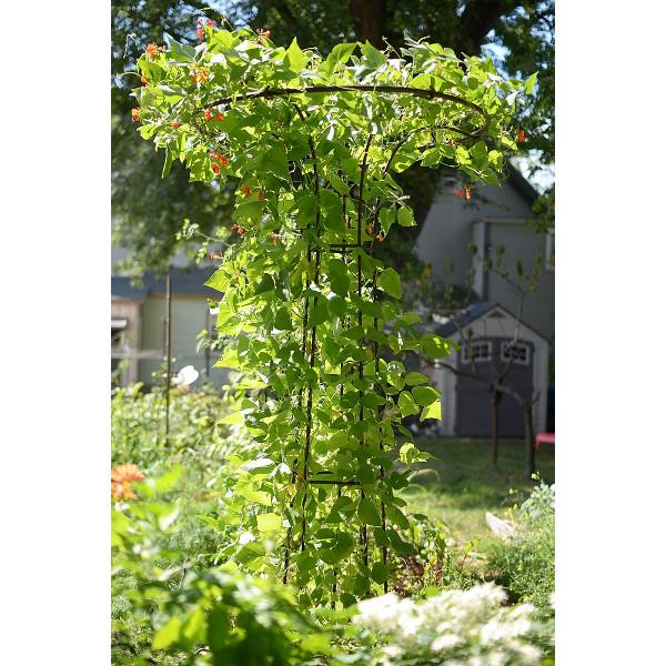 Mushroom Trellis Trellis