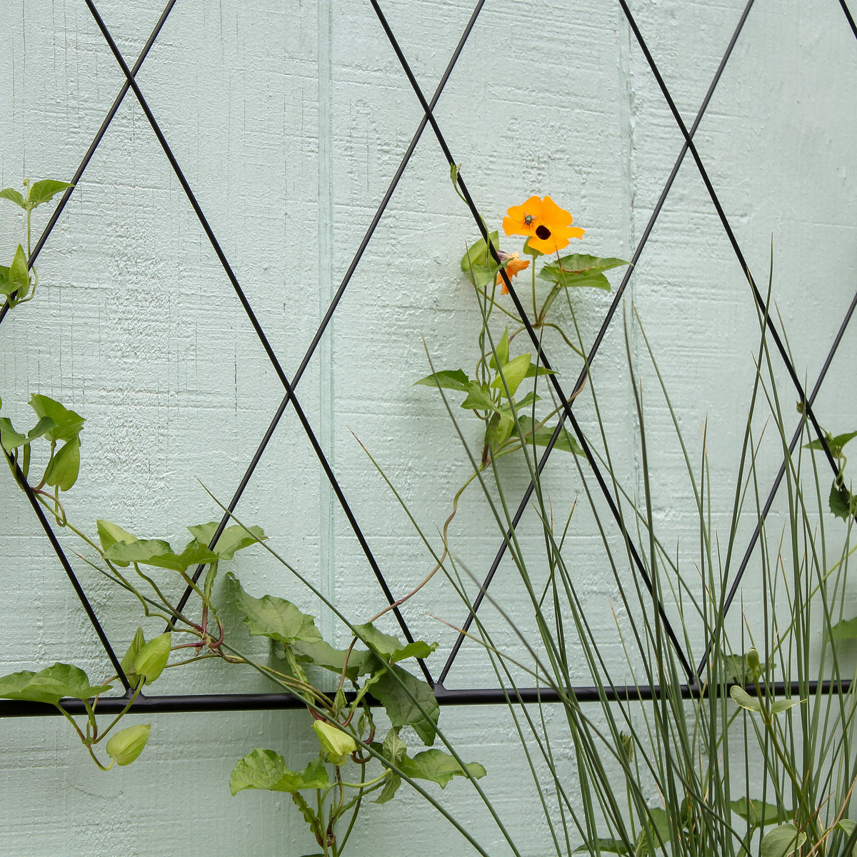 Oxfordshire Trellis Extension Trellis Extension