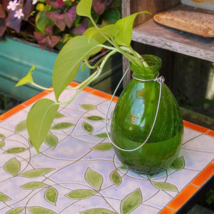 Rooting Vase Vase