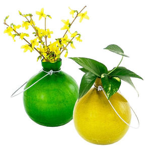 Rooting Vase Vase